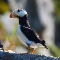 Horned Puffin